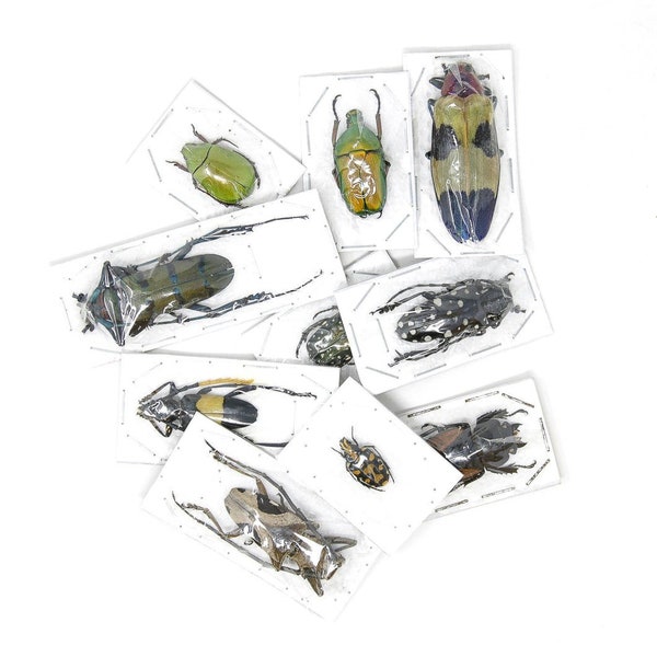 Set van 5, 10, 25, 100 verschillende kevers A1 | Niet-gemonteerde insectenmonsters voor entomologie