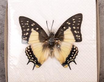 Pack of 2 Great Nawab Butterflies (Polyura eudamippus) WINGS-SPREAD, Ethically Sourced Preserved Specimens for Collecting & Art