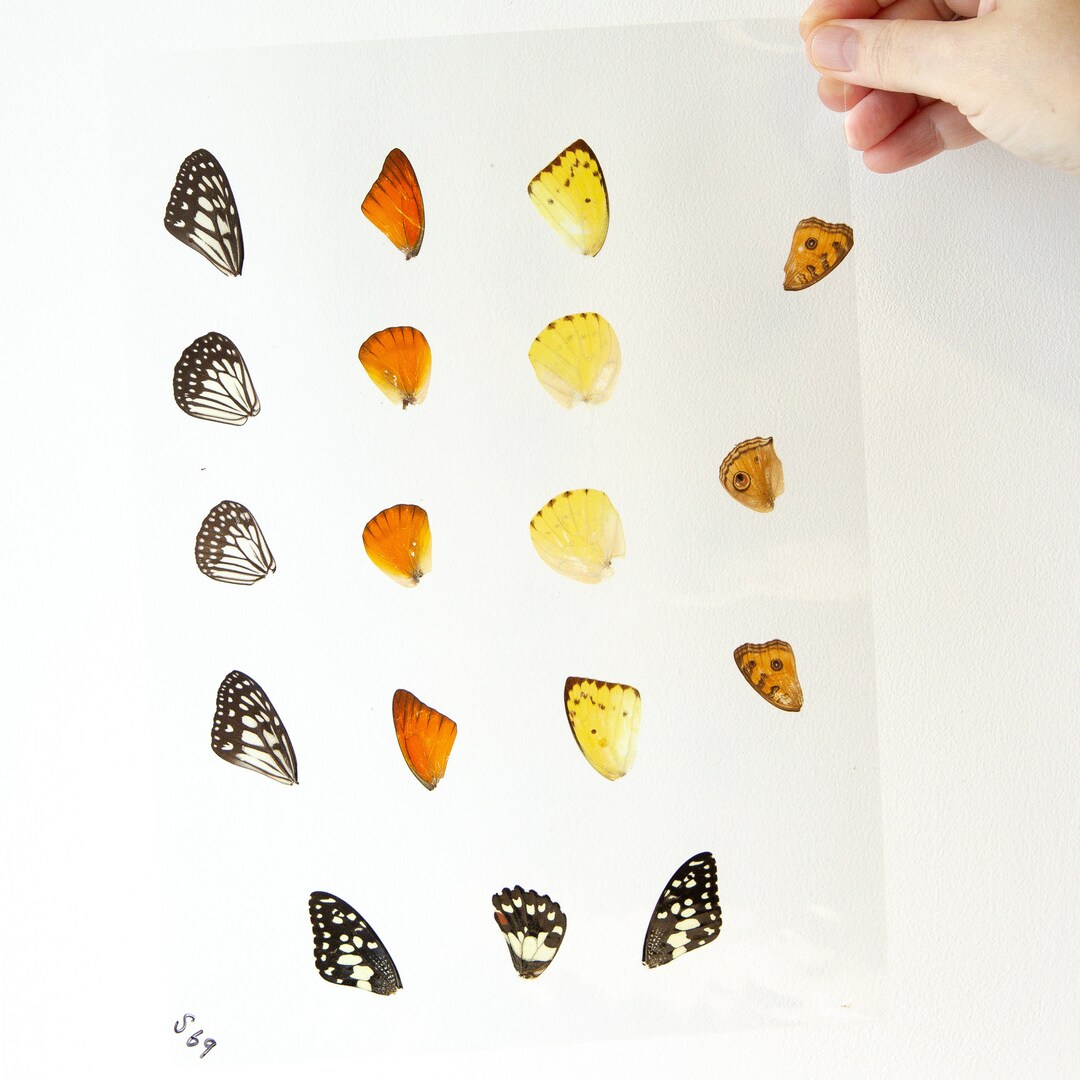 Butterfly Wings GLOSSY LAMINATED SHEET Real Ethically Sourced Etsy