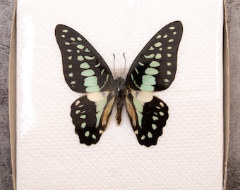 Pack of 2 Common Jay Butterflies (Graphium doson) WINGS-SPREAD, Ethically Sourced Preserved Specimens for Collecting & Artistic Creation