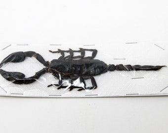 WHOLESALE 10 Giant Forest Scorpions, Heterometrus spinifer, +/- 120mm A1 Entomology Specimens A1