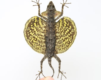 Lot of 5 Draco Flying Lizards (Draco haematopogon) A1 Spread Specimens (Non-CITES)