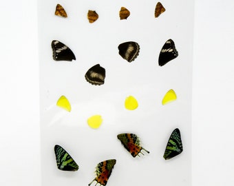 Butterfly Wings GLOSSY LAMINATED SHEET Real Ethically Sourced Specimens (AP5)