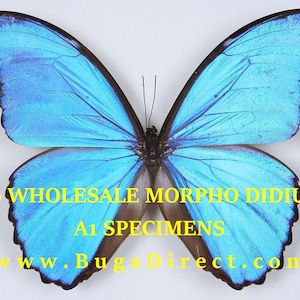 WHOLESALE 10 Morpho didius A1 Giant Blue Morpho Butterflies Unmounted Papered Specimens image 2