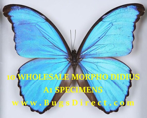 WHOLESALE 10 Morpho Didius A1 | Giant Blue Morpho Butterflies
