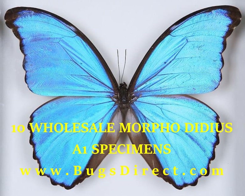 WHOLESALE 10 Morpho didius A1 Giant Blue Morpho Butterflies Unmounted Papered Specimens image 2