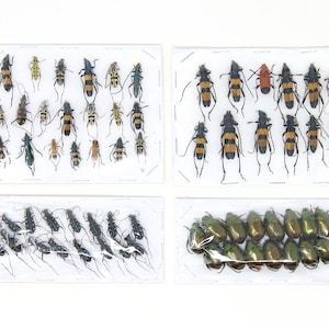 Assorted Specimens Insect Collection (Thailand) A1 Unmounted Dried Beetles, Coleoptera LOT*174