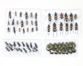 Assorted Specimens Insect Collection (Thailand) A1 Unmounted Dried Beetles, Coleoptera LOT*174