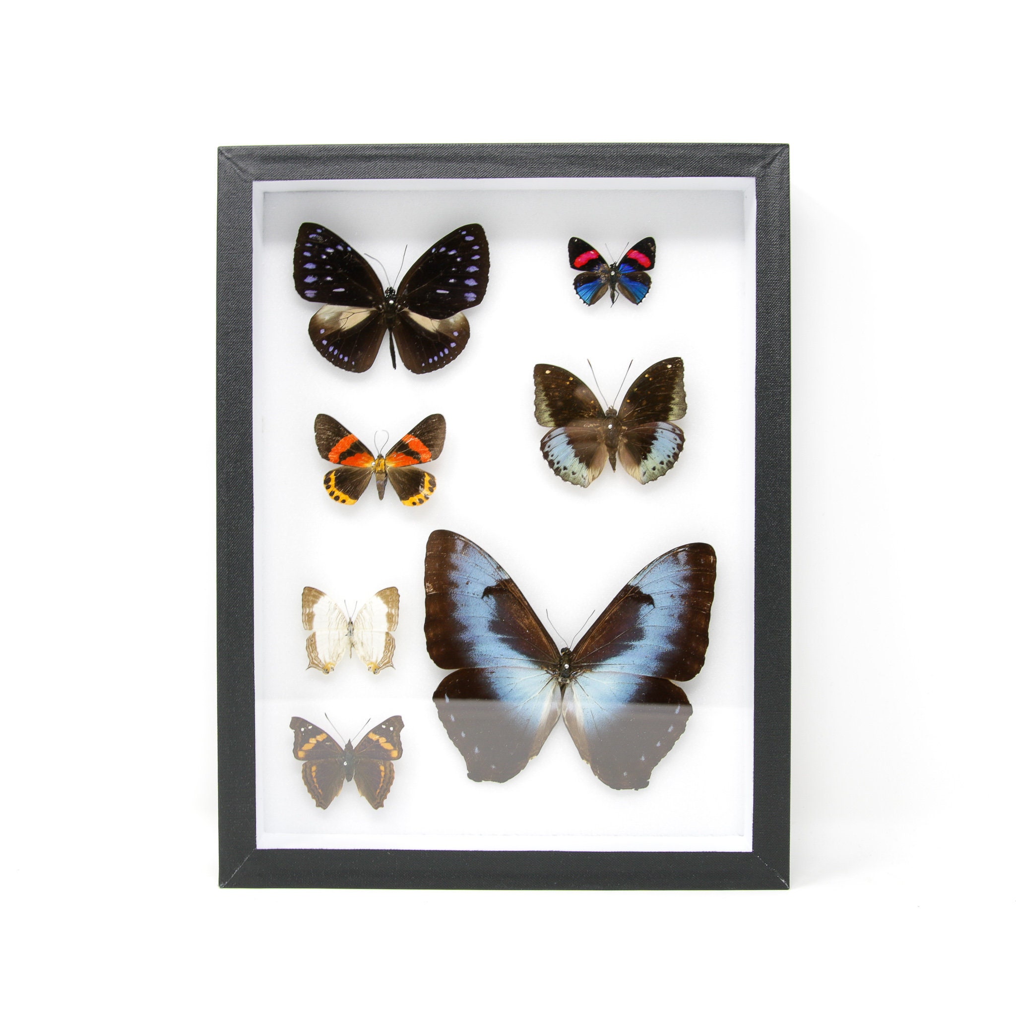 Tropical Drypreserved Butterfly Specimens Pinned, Entomology Box