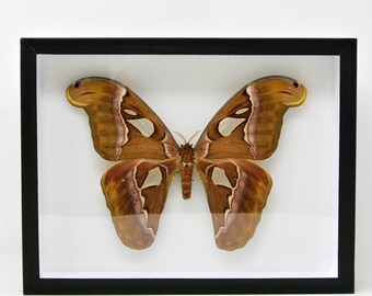 Attacus dohertyi - Lepidoptera Silk Moth Specimen Pinned in Entomology Box - 30×23×5.5 cm
