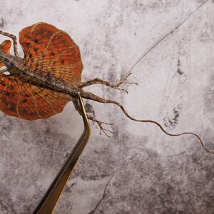 Draco Flying Dragon Lizard In Display Case Indonesia Taxidermy Auction