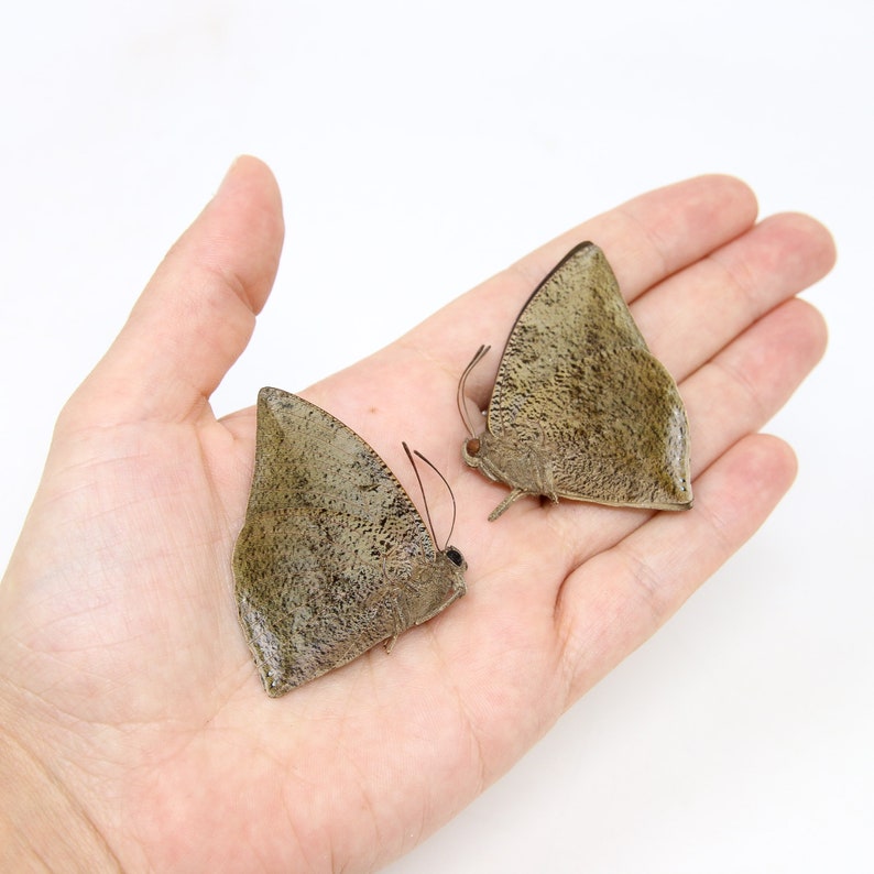 Two 2 Anaea xenocrates, A1 Real Dry-Preserved Butterflies, Unmounted Entomology Taxidermy Specimens image 6