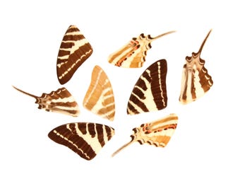 10 Spot Swordtail Butterfly Loose Wings (Graphium nomius) Real Wings for Artistic Creation