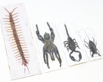 Arachnid Collection x Blue Bird-Eating Tarantula, Giant Forest Scorpion, Giant Centipede Scolopendra, Whip Scorpion | A1 Taxidermy Specimens