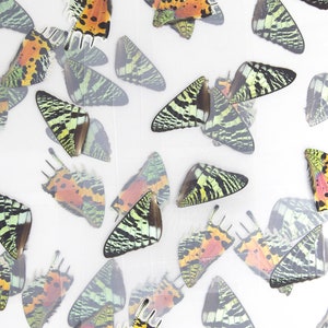May include: A collection of butterfly wings, preserved and mounted on a white background. The wings are a variety of colors, including green, black, orange, and red. The wings are arranged in a random pattern.