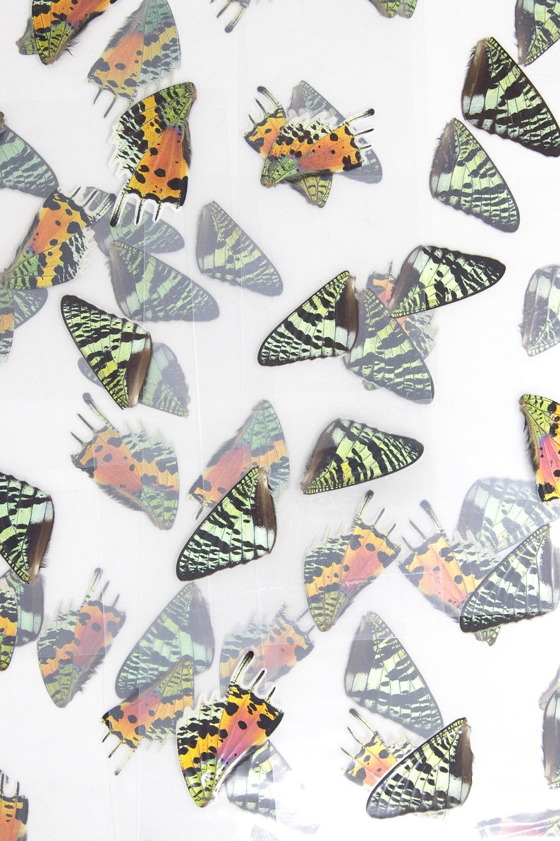 May include: A collection of butterfly wings, preserved and mounted on a white background. The wings are a variety of colors, including green, black, orange, and red. The wings are arranged in a random pattern.