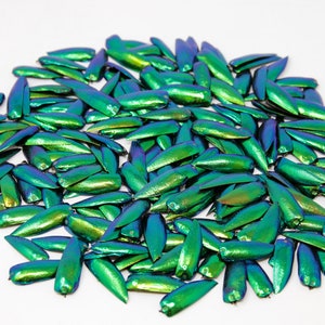 Jewel Beetle Elytra | Sternocera aequisignata | Iridescent Wing Case of The Metallic Green Jewel Beetle QTY 200-1000 | Ethically sourced