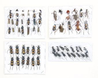 Mixed Assorted Insects Bug Collection, A1 Quality Real Dry-Preserved Specimens, Entomology Taxidermy Curiosities (LOT*121)