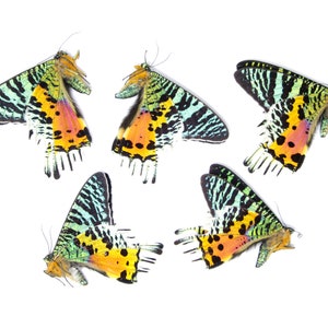 20 &#39;Broken&#39; Madagascan Sunset Moths A2 DAMAGED SPECIMENS For Artistic Creation (Chrysiridia rhipheus) &#39;Seconds&#39;