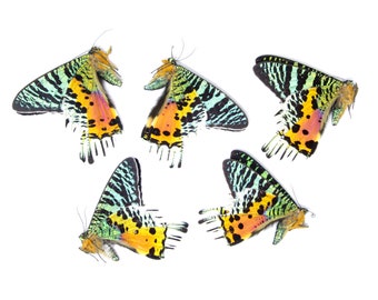 20 'Broken' Madagascan Sunset Moths A2 DAMAGED SPECIMENS For Artistic Creation (Chrysiridia rhipheus) 'Seconds'