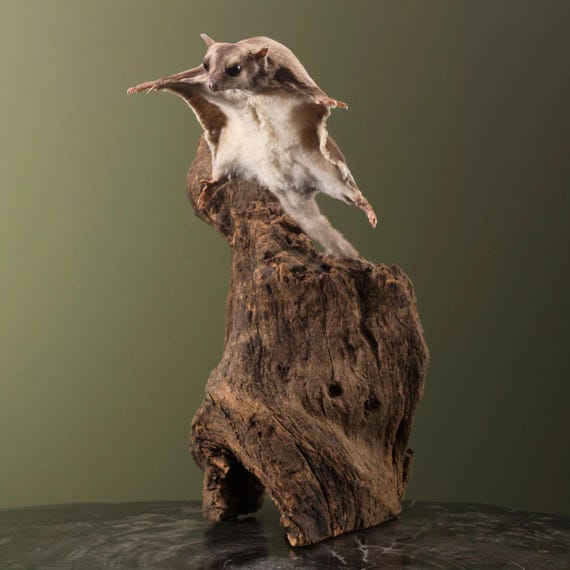 Sugar Glider Taxidermy (petaurus Breviceps) Non-cites Species - Etsy