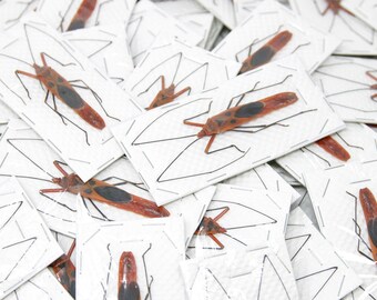 昆虫標本のミックスパック | 剥製無脊椎動物と昆虫の詰め合わせ - Etsy