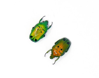 TWO (2) Green Metallic Beetles like Jewels (Heterorrhina sexmaculata) A1 Entomology Specimens
