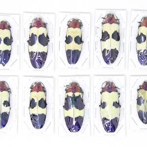 Assorted Specimens Insect Collection (Thailand) A1 Unmounted Dried Beetles, Coleoptera LOT*171
