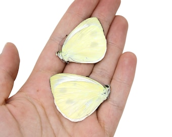Two (2) Pieris candia, WHITE Butterflies, A1 Real Dry-Preserved Butterflies, Unmounted Entomology Taxidermy Specimens