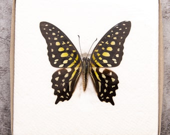 Pack of 2 Tailed Jay Butterflies (Graphium agamemnon) WINGS-SPREAD, Ethically Sourced Preserved Specimens for Collecting & Artistic