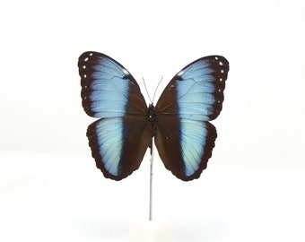 SPREAD WINGS-OPEN Morpho deidamia, Dry-Preserved Mounted Specimen A1/A1-