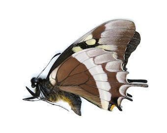 One (1) Papilio warscewiczii, A1 Real Dry-Preserved Butterflies, Unmounted Entomology Taxidermy Specimens