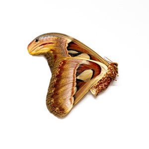 Lote de 40 polillas gigantes del Atlas (Attacus atlas) A1/A1 - Ejemplares sin montar de 8&quot; de envergadura