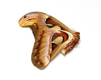 Lot of 40 Giant Atlas Moths (Attacus atlas) A1/A1- Unmounted Specimens 8" WINGSPAN