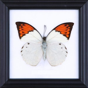 De Grote Oranje Tip | Echte vlinder gemonteerd onder glas, wand opknoping Home Decor ingelijst 5 x 5 In. Gift Boxed