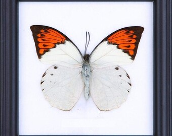 The Great Orange Tip | Real Butterfly Mounted Under Glass, Wall Hanging Home Décor Framed 5 x 5 In. Gift Boxed