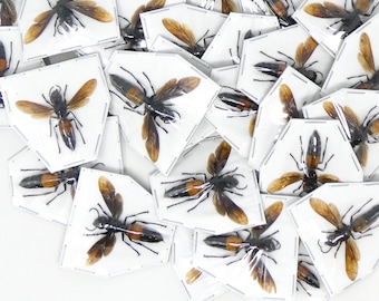 Lot of 10 Vespa Hornets (Vespa affinis rufonigrans) A1 Spread Specimens