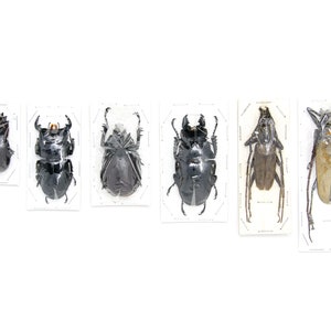 Assorted Specimens Insect Collection (Thailand) A1 Unmounted Dried Beetles, Coleoptera LOT*160