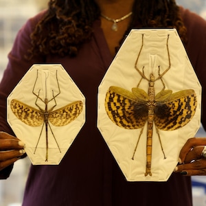 PAIR Giant Ghost Stick Insect (Phasma gigas) A1 SPREAD Specimen
