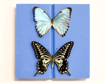 Plastazote Setting Board 14.5cm – Butterfly Spreading Board for Lepidoptera Specimens