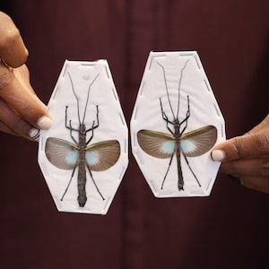 May include: Two framed stick insects with brown and white wings are displayed on a white background. The insects are mounted on a white card with a stitched border.