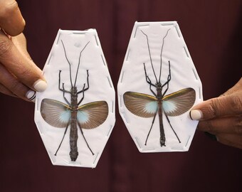 TWO (2) Orthomeria superba, Spread Phasmids, A1 Specimens