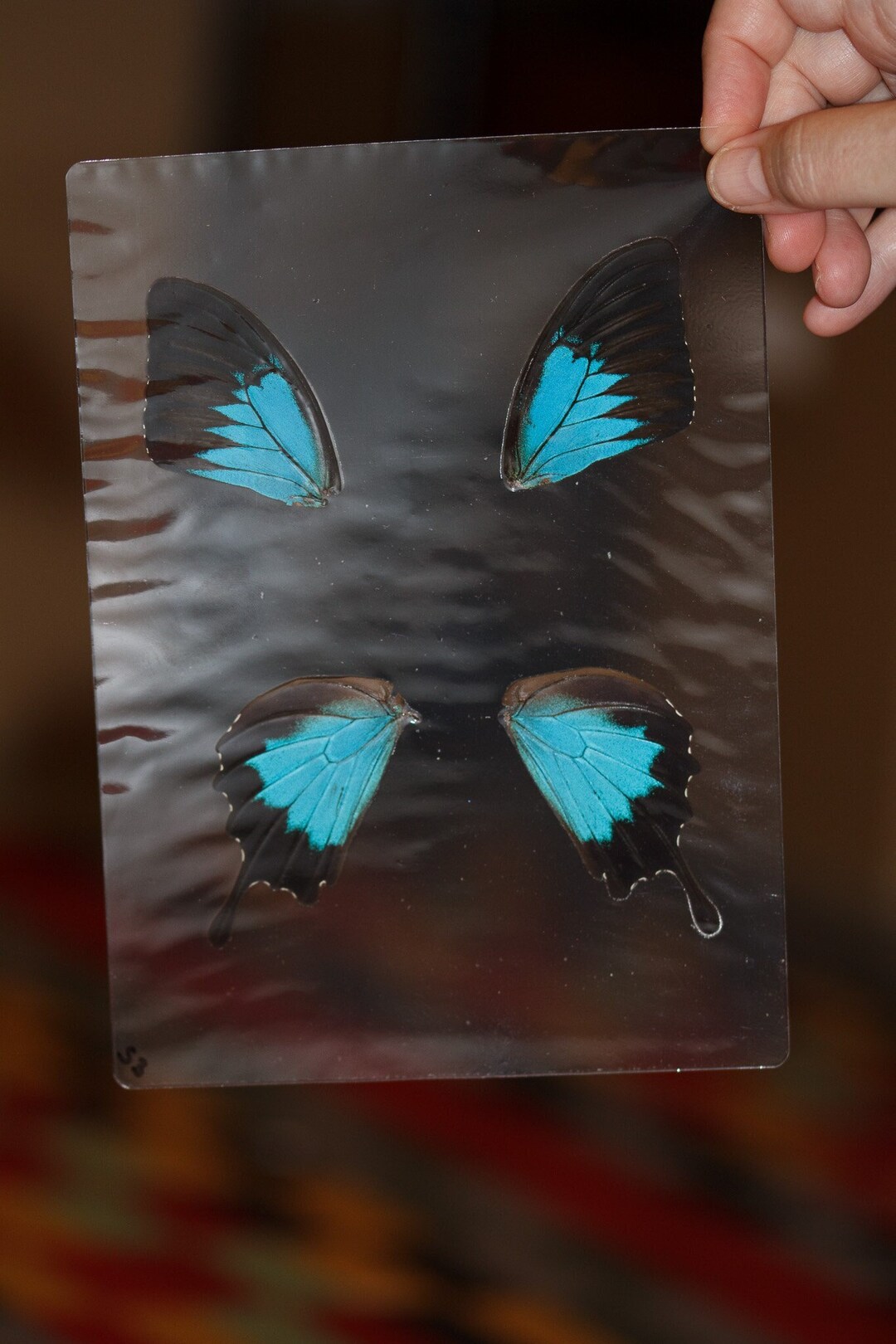 Butterfly Wings GLOSSY LAMINATED SHEET Real Ethically Sourced Specimens
