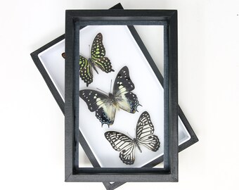 Butterfly Taxidermy Mounted in Museum Entomology Box Frame | 12x9x2 inch (AP6)