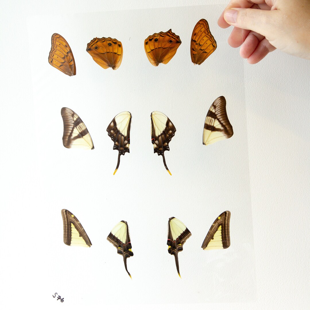 Butterfly Wings GLOSSY LAMINATED SHEET Real Ethically Sourced Etsy