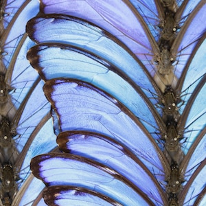 WHOLESALE 10 Morpho didius A1 Giant Blue Morpho Butterflies Unmounted Papered Specimens image 8