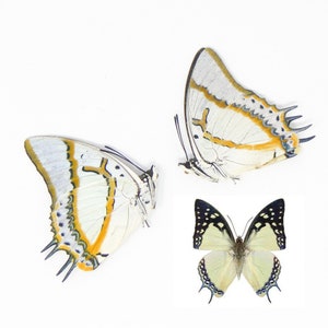 TWO (2) The Great Nawab (Polyura eudamippus) A1 Dry Preserved Butterfly Specimens