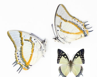 TWO (2) The Great Nawab (Polyura eudamippus) A1 Dry Preserved Butterfly Specimens