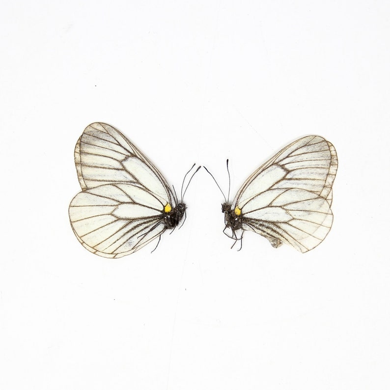 TWO 2 Aporia hippia Unmounted Butterfies for Art and Collecting image 2