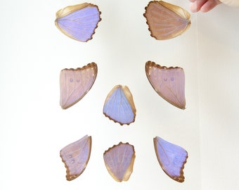 8 Matching Butterfly Wings (Morpho didius) GLOSSY LAMINATED SHEET Real Ethically Sourced Specimens, Wings for Art